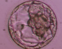 Full blastocyst 3ΑΒ